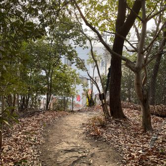 もうそこが町と言うところで気が緩んだのか滑ってふくらはぎが攣りました🤣
ロキソニン塗って立ち上がると今度は内腿が攣る💦