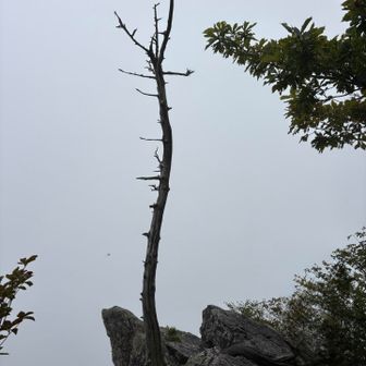 雨乞岩は真っ白

追記。後から知ったんですが、この時、まだこの木は無事ですがこの後から15時頃までの間に、木が削られて「雨乞岩R8.9.12」と書かれたようです。
怒りもあるし、とても悲しいです😢
なぜそのようなことをするのか？意味不明。