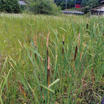 懐かしい。今あまり見ない