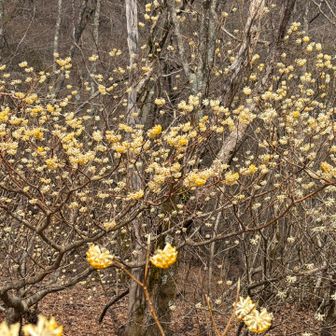 逆回りしたこっち側にも、ミツマタがちらほら咲いてましたが、数は圧倒的に少なかったです。