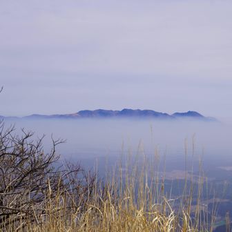 くじゅうも頭を出す