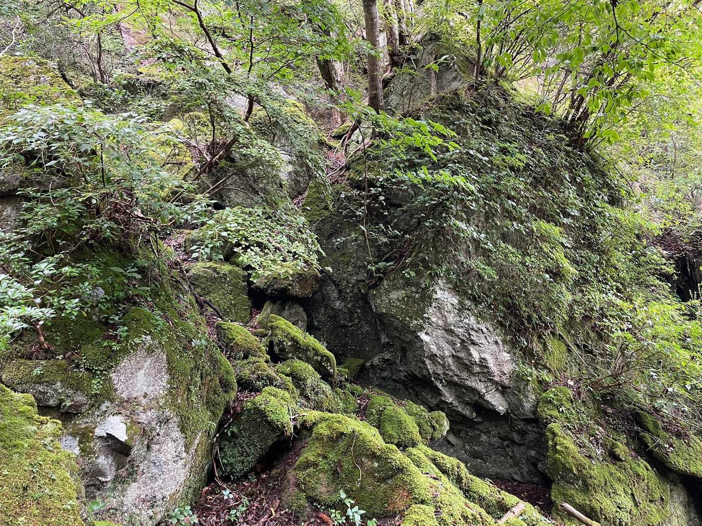 東登山道は苔の多いコース
大岩にもコケ〜