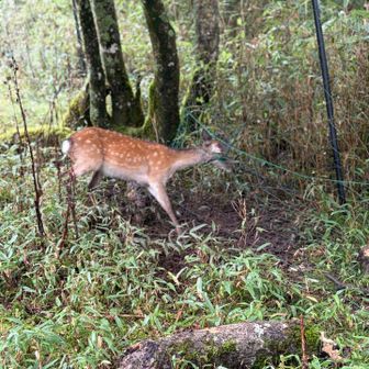 ネットに絡まった鹿🦌