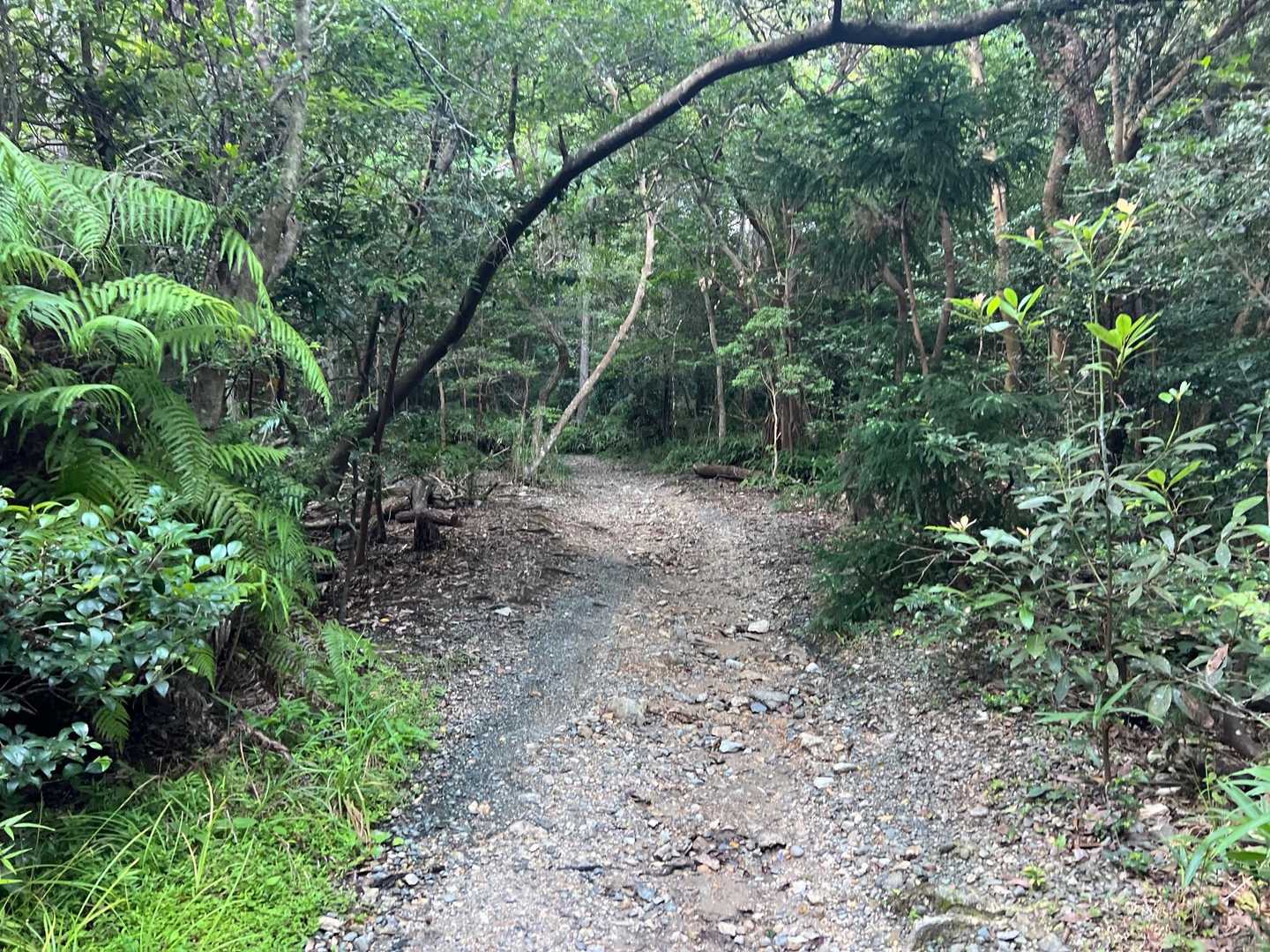 沢の音を聞きながら葦毛湿原へ🚶‍♀️
この瞬間のワクワク感がたまらない☺️