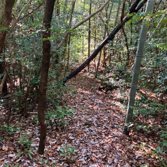 落ち葉の上を歩くので、下の時に足が滑って尻もちをつきそうになること2回。😵
左手を着いてノーダメージで良かった！👍