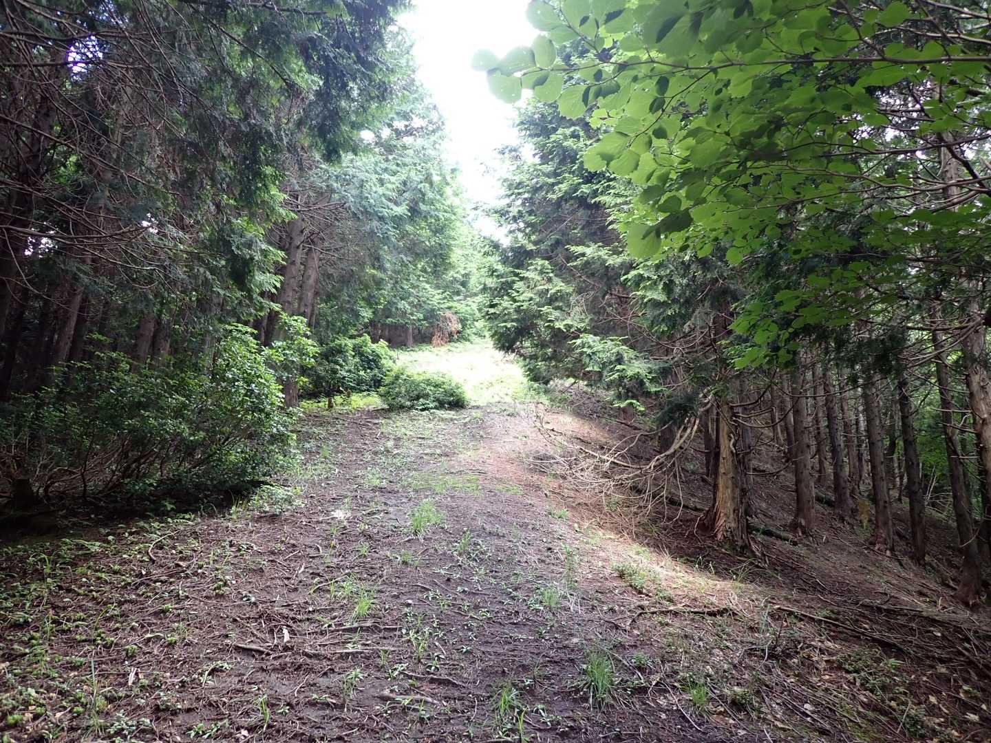 千町ヶ峰登山口-千町ヶ峰 往復コースの写真
