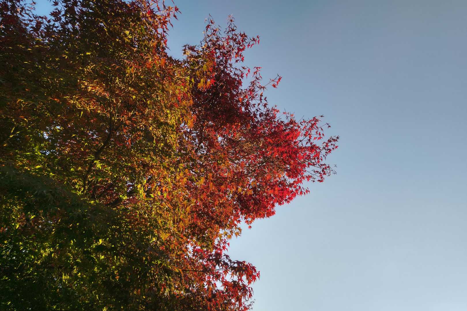 今日の紅葉！