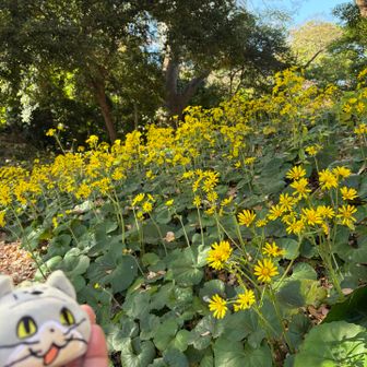 黄色い花が咲いていたので…