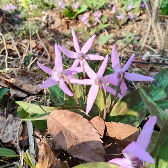 早速カタクリさん