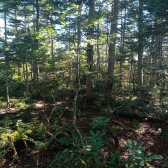 YAMAP登録の田代山の辺りですが、標識もありません。一番高い所ということでしょうか。