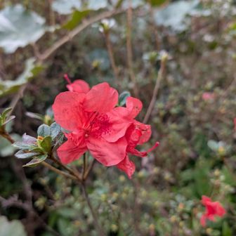 乙女峠の花☺️ツツジ？