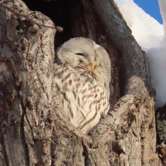 朝日を浴びるフクロウさん
おはようございます☀