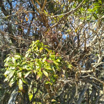 お腹空いたー見上げれば馬酔木の花残り
ｶﾚｰﾒｼのﾙｩが溶けなくて💔賞味期限6月だったから？ﾎﾟｯﾄの湯だから???
むかご(零余子)ご飯🍙
ここで逆からのｽﾗｲﾄﾞ1名