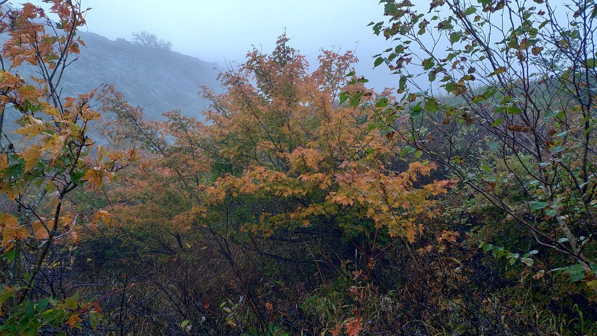 峠の茶屋登山口-朝日の肩-朝日岳 往復コースの写真