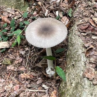 きのこ🍄✨✨