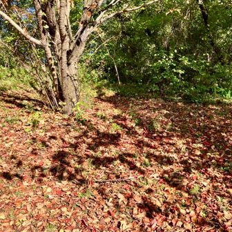 紅葉のジュータン。ピストンで下山します。