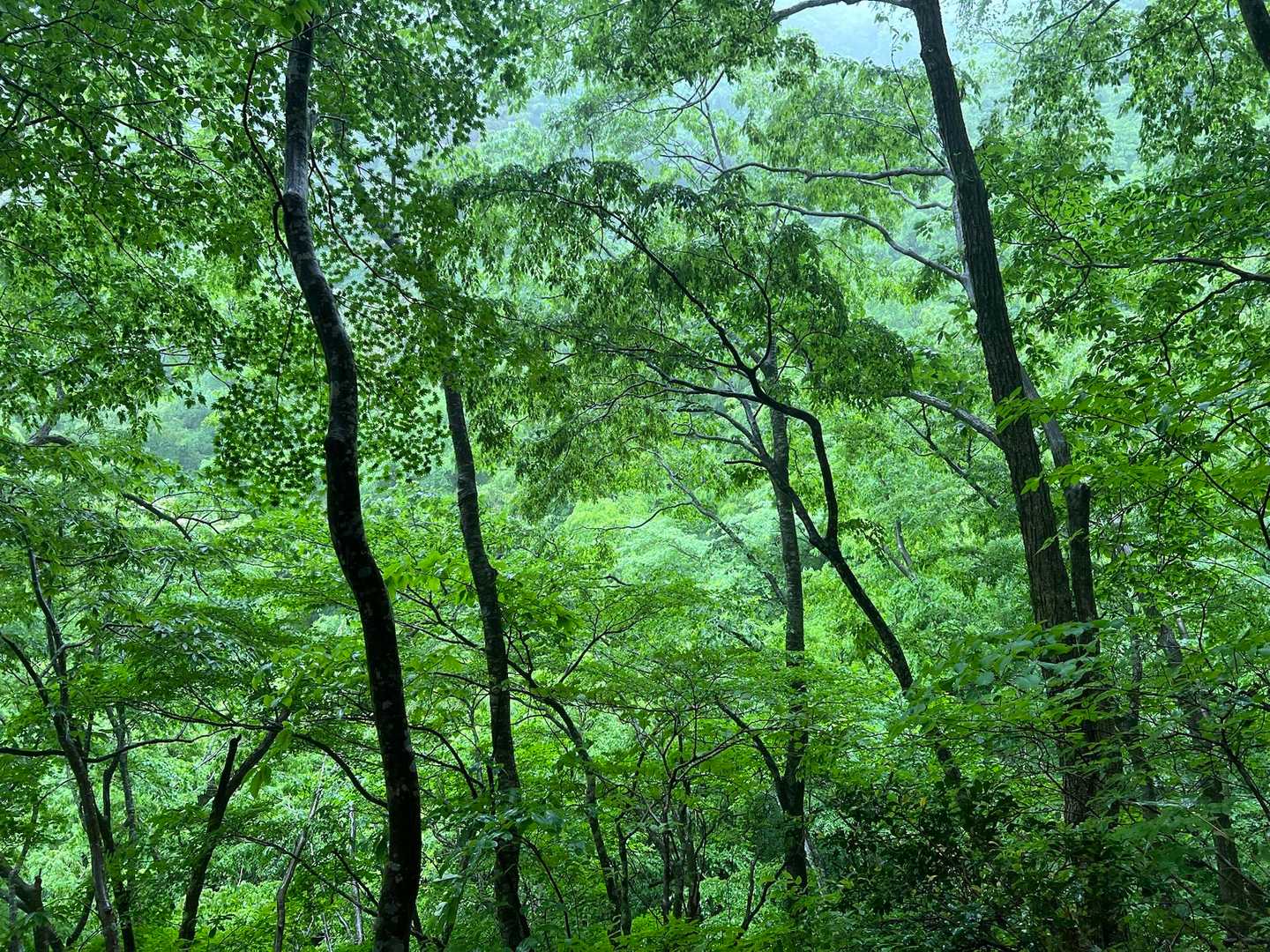 大万木山 往復コースの写真