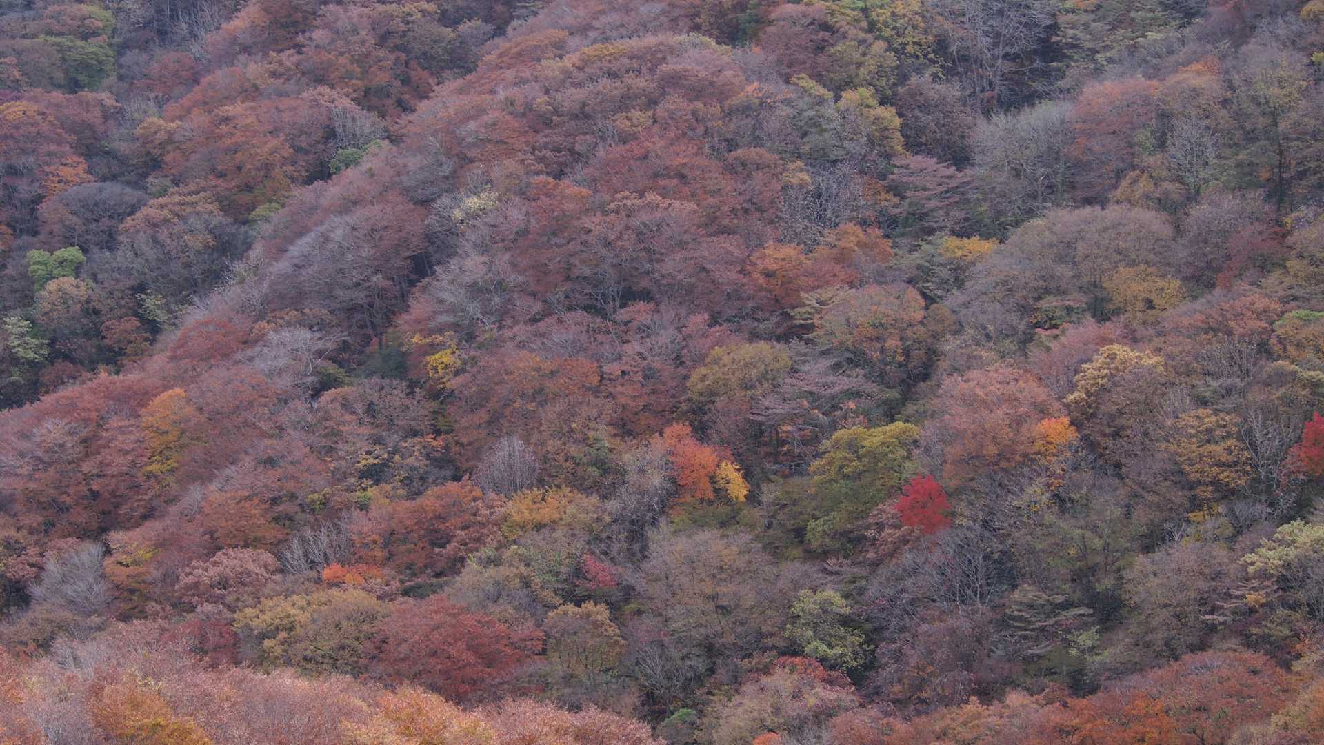 比婆山-池ノ段-立烏帽子山 周回コースの写真