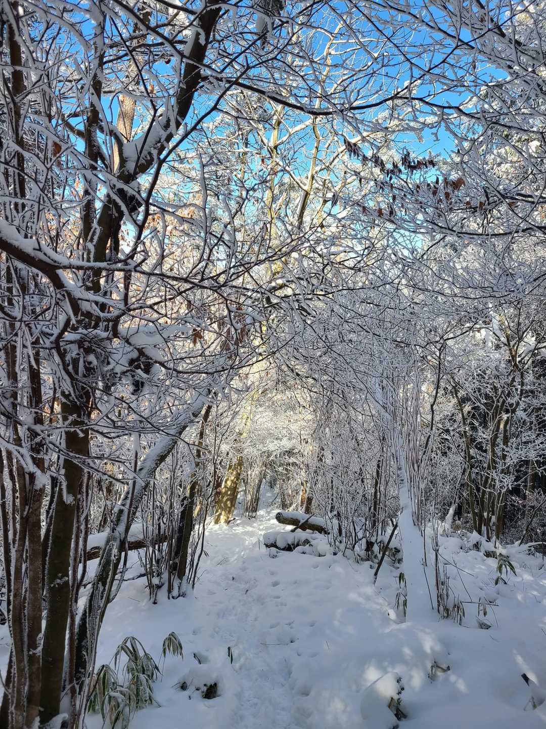 霧氷トンネル❄