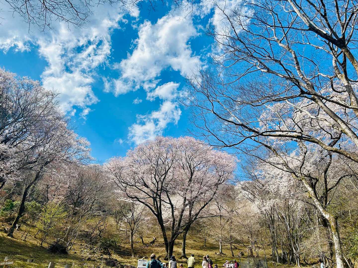 来年もまたきます