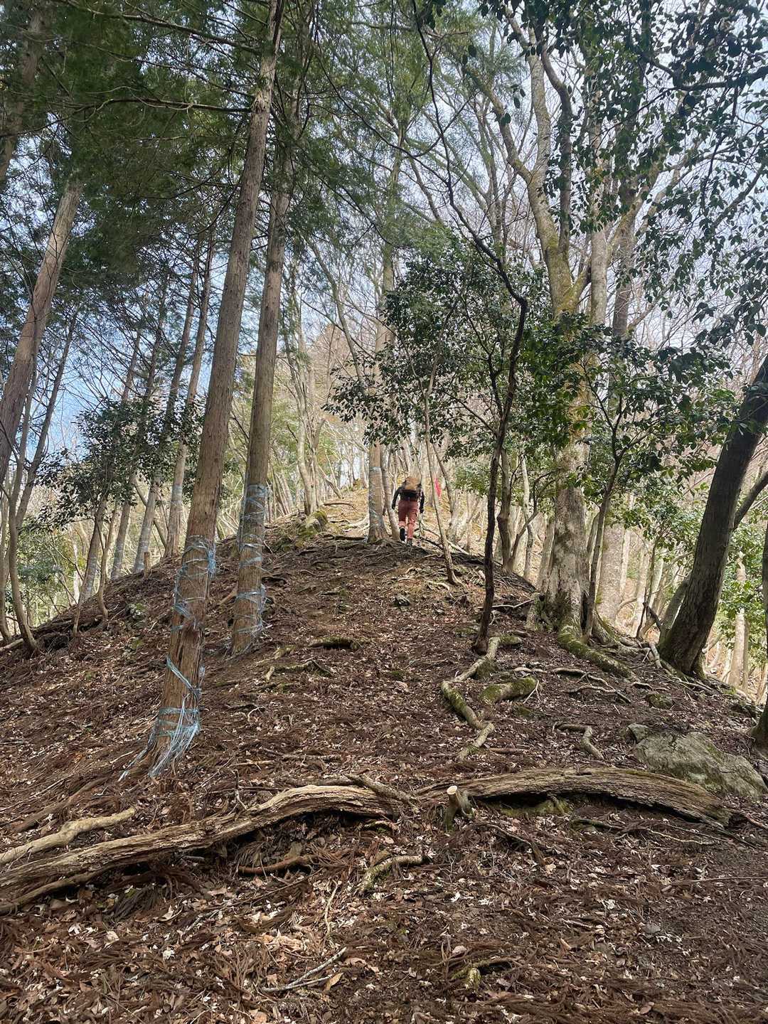一度下山して、反対側の斜面に取り付いて。
急登😳分かり易い尾根だけど、濡れてたら大変だろうな💦