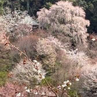 如意輪寺の枝垂れ桜