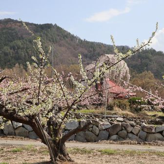 奥には見事な枝垂れ桜