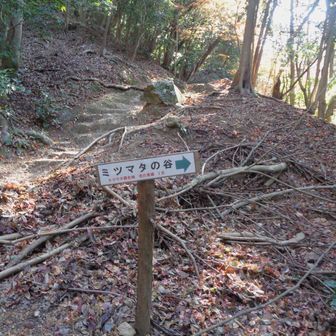 お初のミツマタの谷経由で