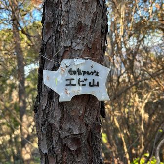 エビ山
山頂は景色ない