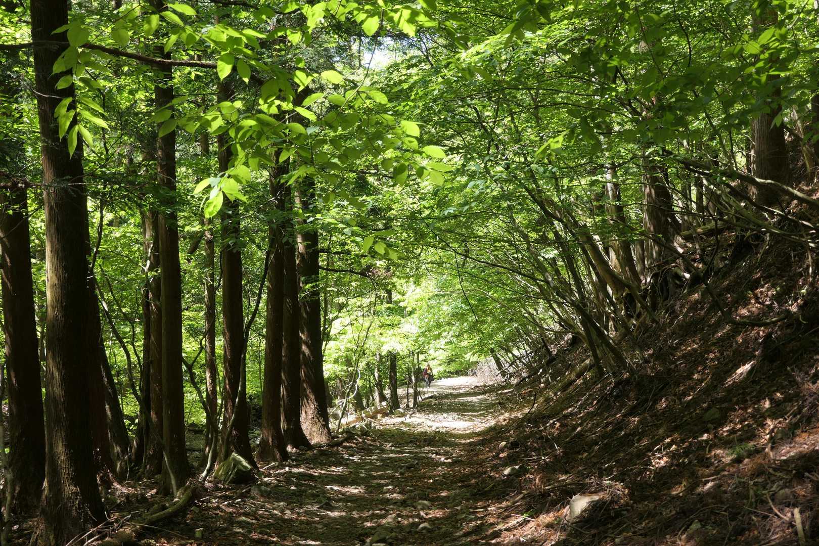 登山口手前の新緑の道。