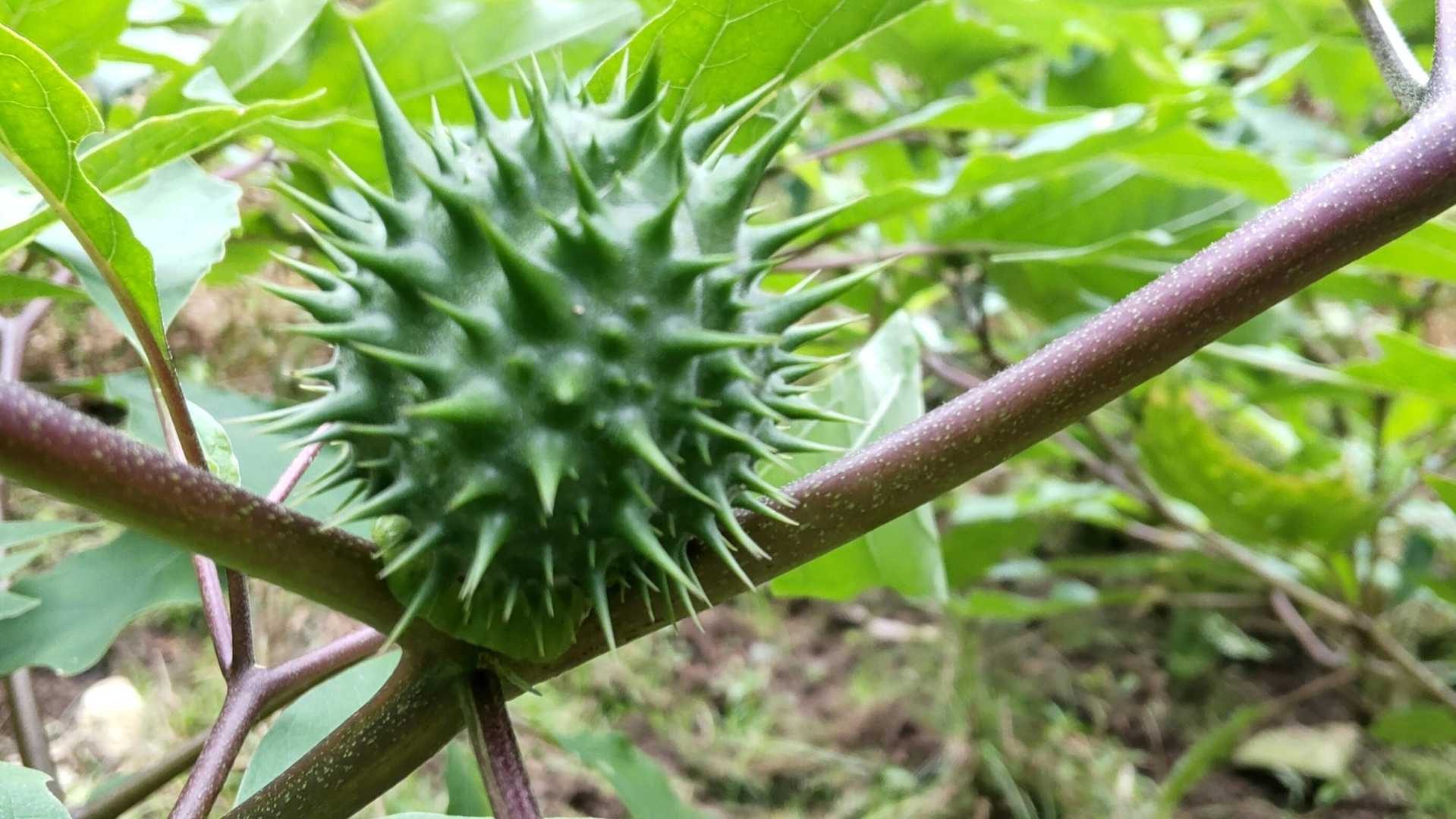 コレ！種なんですって～
撮らずにはいられない！
ボクチ好きには😂