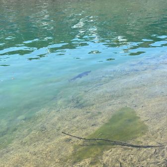 帰りに寄った大正池
午後だと風が起きて、水面は乱れちゃうらしいです
悠々と泳いでいたのは鯉？