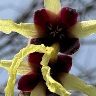 アップだとお花型が…