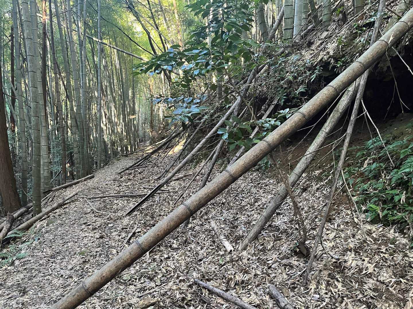 竹林には、お約束の倒竹。