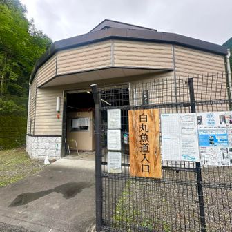 白丸魚道に入ります