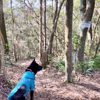 ｢宮ヶ迫山捲径｣を行ってみます
