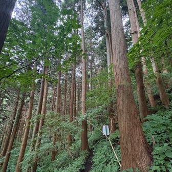 杉がたくさん！
古くから造船も盛んで、政府から植林の指示で育てたとかで…？
昔も今も、お上に逆らってもいいことない😅
