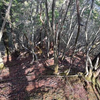 ピンテに釣られてまっすぐ行くと別の尾根に行っちゃうので注意