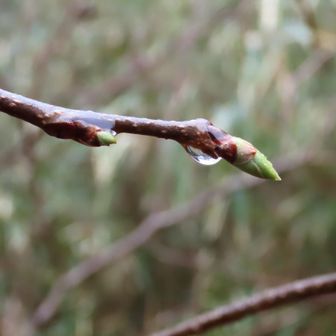 柿の芽と水滴