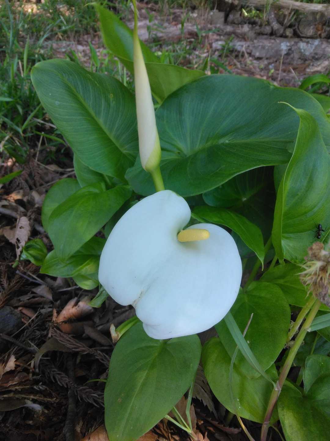 美。