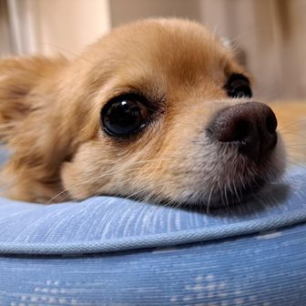 ももちゃん