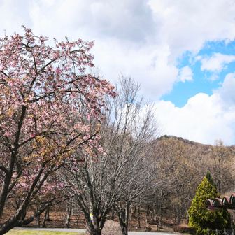 三毳山上空は曇りかな？
帰りに向かいのマルシェに寄って…🍓買えるかしら？😋