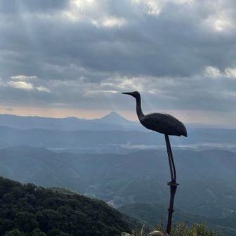 念願の鶴さん♡
後ろの開聞岳が美しい⛰️