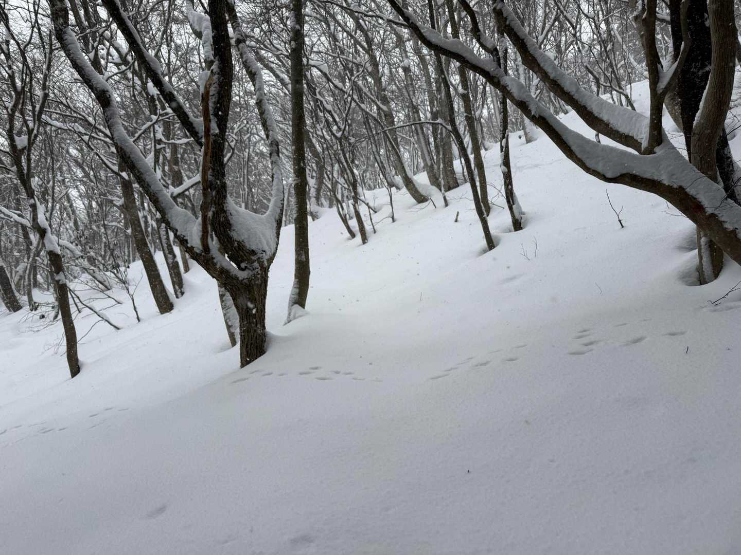 ここから、正規ルートにトレースはありません
プチラッセルです😭