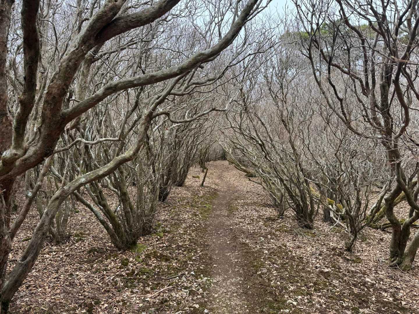 トンネルロードを通ります。