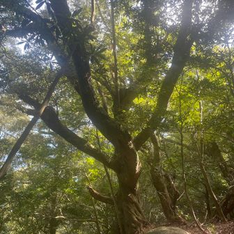 岬山付近