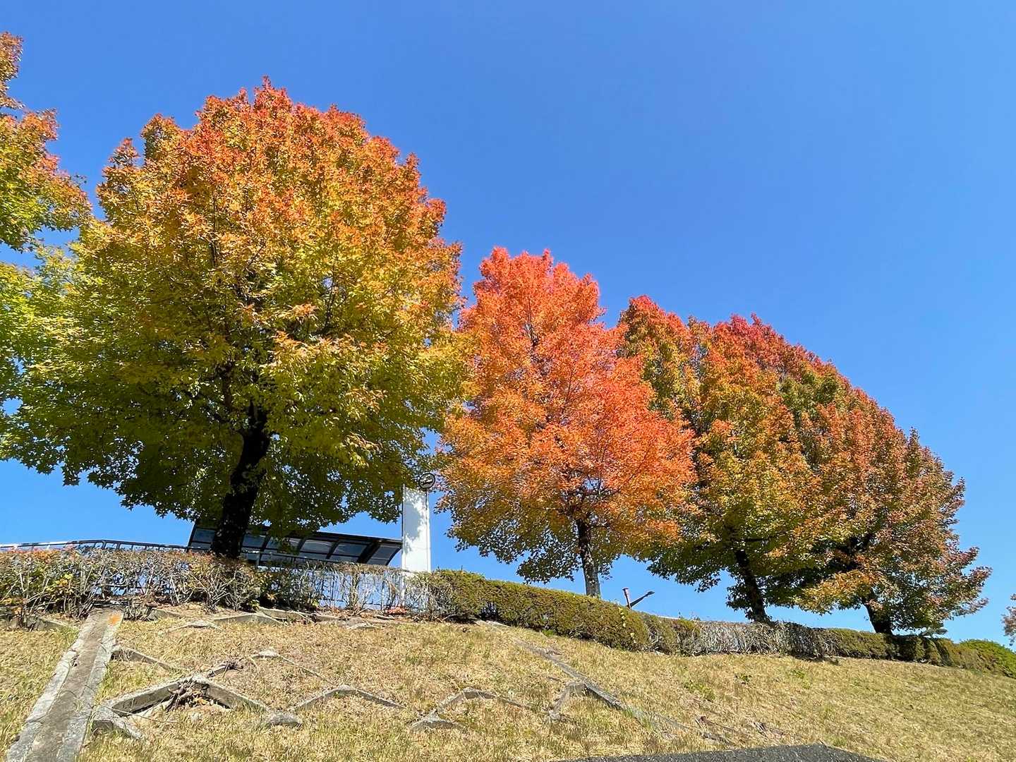 紅葉と青空🍁