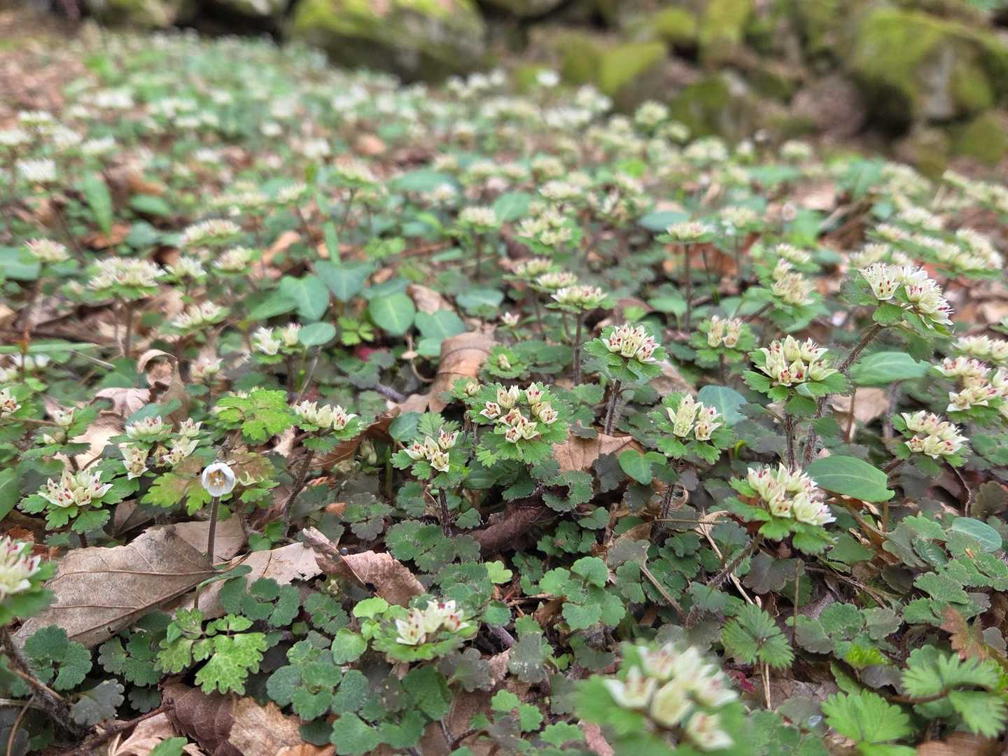 シロバナネコノメソウの凄い群生と思っていたら…
中にサバノオとハルトラノオも混じっている