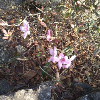 そこに咲いてた