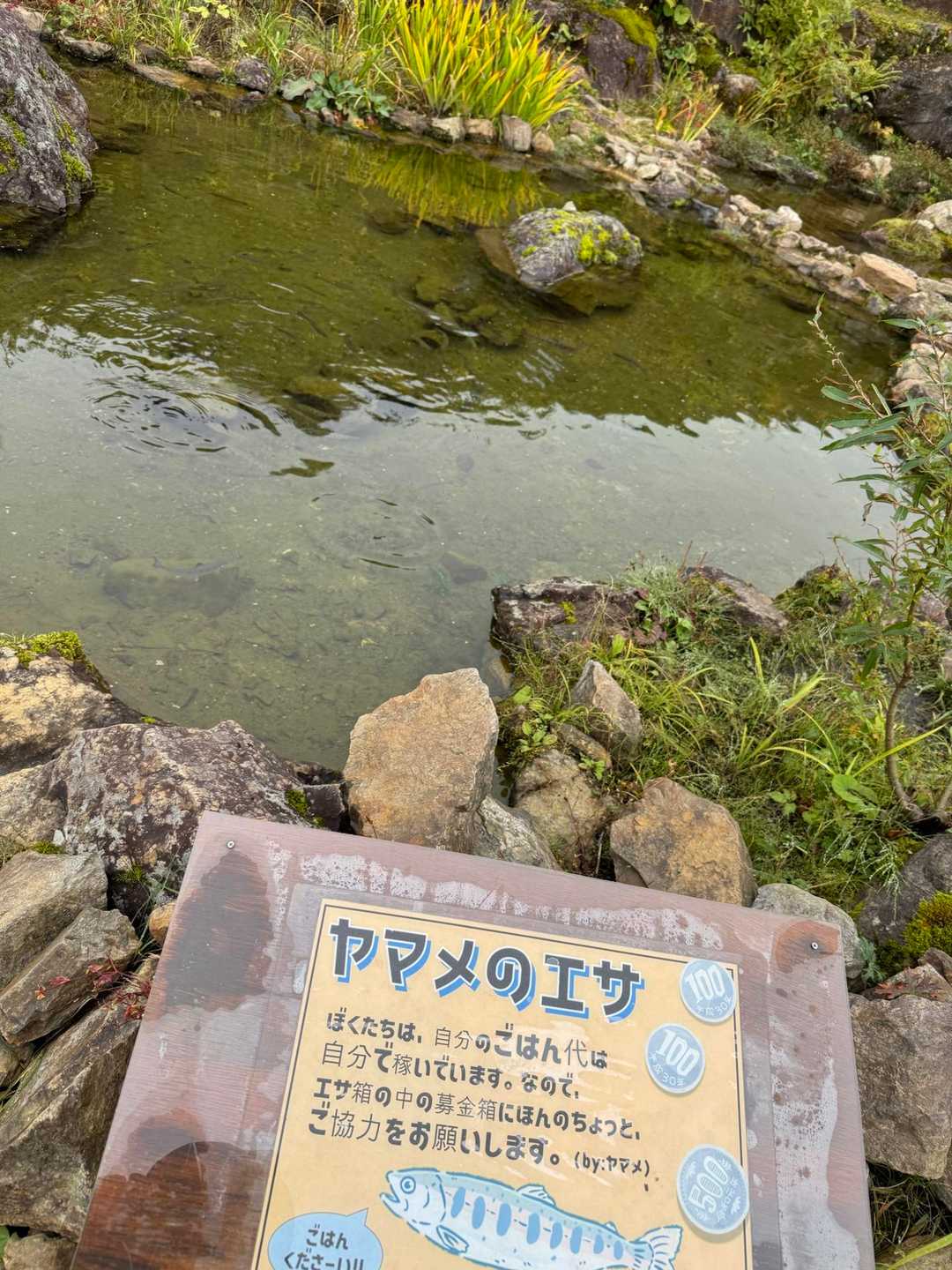 夏は孫がエサをあげてました。
誰があげても、餌の美味しさは変わらないはず😅